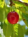 cherries-fruits-fruit-red-ripe-592259.jpg