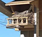 bird-robin-nest-birdhouse-nature-1432340.jpg