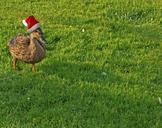 duck-holiday-christmas-funny-xmas-500911.jpg