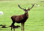 deer-stag-antler-animal-wildlife-285149.jpg