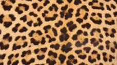 leopard-skin-spots-design-texture-1078848.jpg