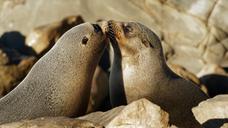 A_touching_moment._NZ_Fur_Seals..jpg