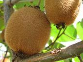 kiwi-fruits-diet-nature-tonekabon-405238.jpg