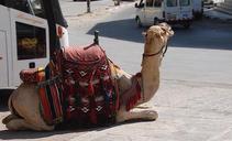 camel-animal-resting-heat-harness-428255.jpg