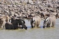 zebras-drink-foal-watering-hole-63353.jpg