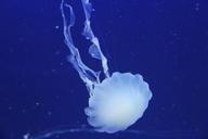 jellyfish-ocean-sea-marine-226778.jpg