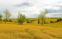 agriculture-field-wheat-harvest-71683.jpg