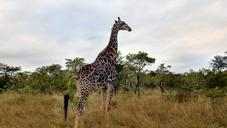 safari-animals-south-africa-giraffe-987505.jpg