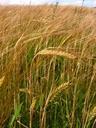 wheat-farm-wheat-field-agriculture-1038391.jpg