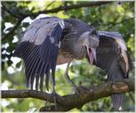 heron-black-young-nature-bird-214837.jpg