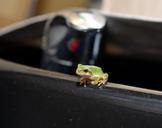 frog-tree-frogs-amphibians-406533.jpg