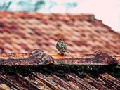 sparrow-bird-roof-sitting-perched-662274.jpg