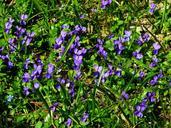 violet-viola-purple-plant-flower-292370.jpg