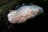 mushroom-baumschwamm-dewdrop-1040738.jpg