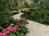 courtyard-hydrangea-trail-1193320.jpg