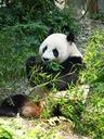 panda-endangered-rare-protected-505159.jpg