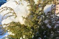 winter-bush-winter-shrubs-closeup-1142275.jpg