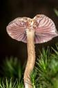 mushroom-screen-fungus-disc-fungus-580007.jpg