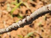 ants-nature-branch-insect-animal-517335.jpg