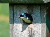 bird-tree-swallow-swallow-birdhouse-570693.jpg