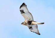 rough-legged-hawk-soaring-bird-1665323.jpg