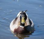 mallard-sitting-relaxing-lake-70930.jpg