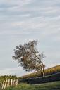 vines-trees-field-france-landscape-1118464.jpg