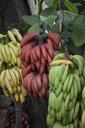 banana-costa-rica-tropical-fruit-770347.jpg