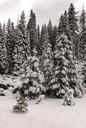 A living sno-globe scene and winter wonderland, created by a sudden mountain blizzard along California Highway 36, south of Lassen Volcanic National Park LCCN2013630914.tif.tiff