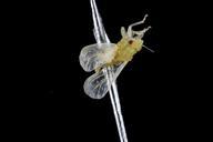 citrus_psyllid,_u,_recently_emerged,_ft_detrick_2014-05-01-09.50.50_ZS_PMax.jpg