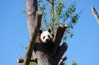 panda-animal-zoo-642767.jpg