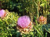 artichoke-blossom-bloom-flora-551364.jpg