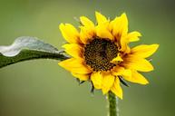 sunflower-flower-wildflower-yellow-1102092.jpg