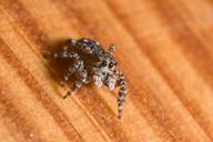 spider-jumping-spiders-macro-eyes-347054.jpg