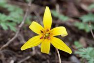 lily-flower-yellow-trout-lily-543575.jpg