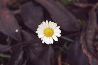 daisy-flower-plant-close-nature-1038780.jpg