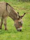 donkey-prairie-animals-741847.jpg