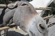 donkey-zoo-ungulate-head-684649.jpg