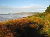 new-zealand-sea-ocean-water-plants-77736.jpg