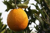 orange-citrus-tucson-arizona-234244.jpg