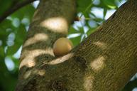 easter-egg-tree-easter-hen-s-egg-485870.jpg