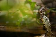 gecko-reptile-aquarium-lizard-839842.jpg