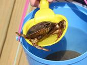 crab-holiday-bucket-beach-1484873.jpg