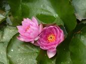 water-lily-flower-aquatic-plant-613755.jpg