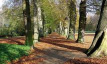 park-away-trees-autumn-leaves-518064.jpg