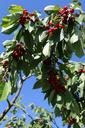 cherry-orchard-lorraine-1669855.jpg