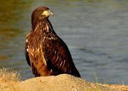 bald-eagle-juvenile-young-looking-948944.jpg