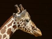 giraffe-reticulated-giraffe-head-7357.jpg