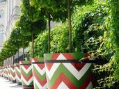 tree-shrubs-bowl-pots-pot-potted-1087382.jpg