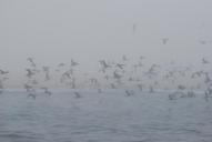 horizon-birds-sea-nature-seagull-688088.jpg